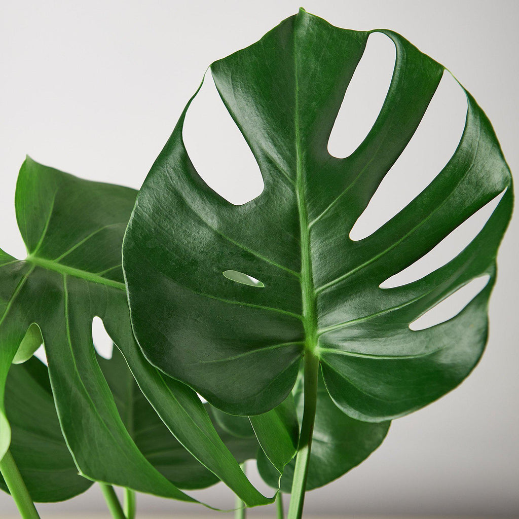 Monstera 'Split-Leaf'