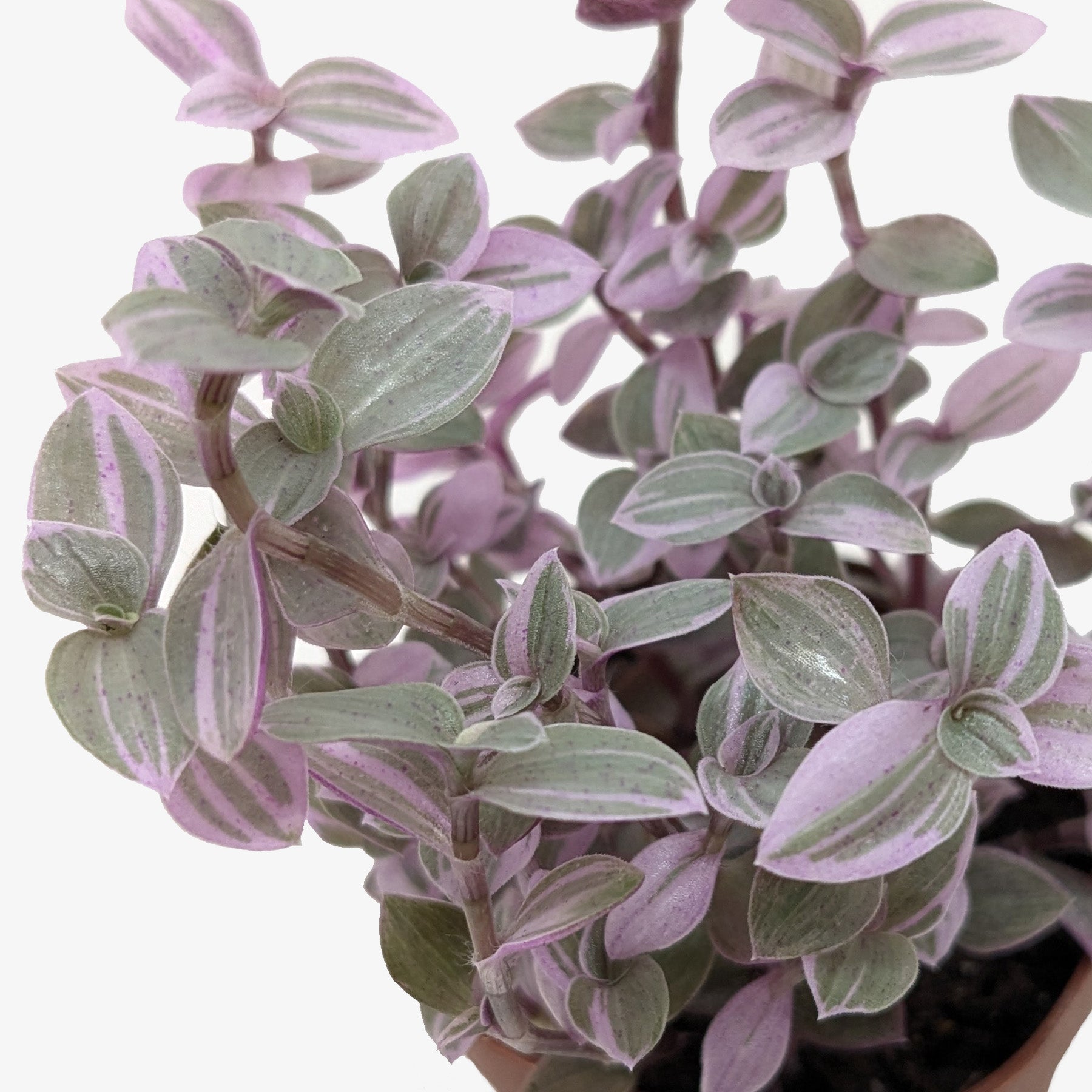 Tradescantia Callisia 'Pink Panther'
