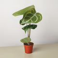 Anthurium Crystallinum