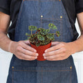 Begonia Tiger Paws - 4" Pot