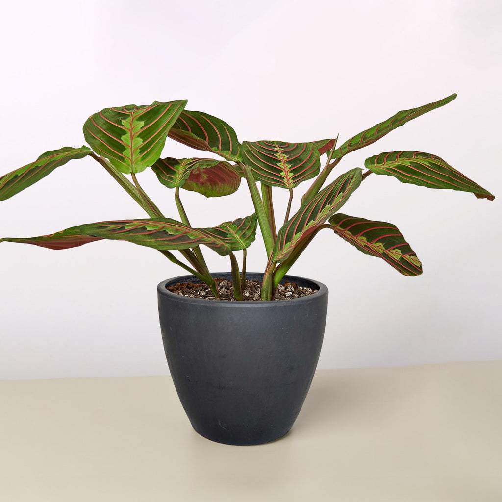 Maranta 'Red Prayer'