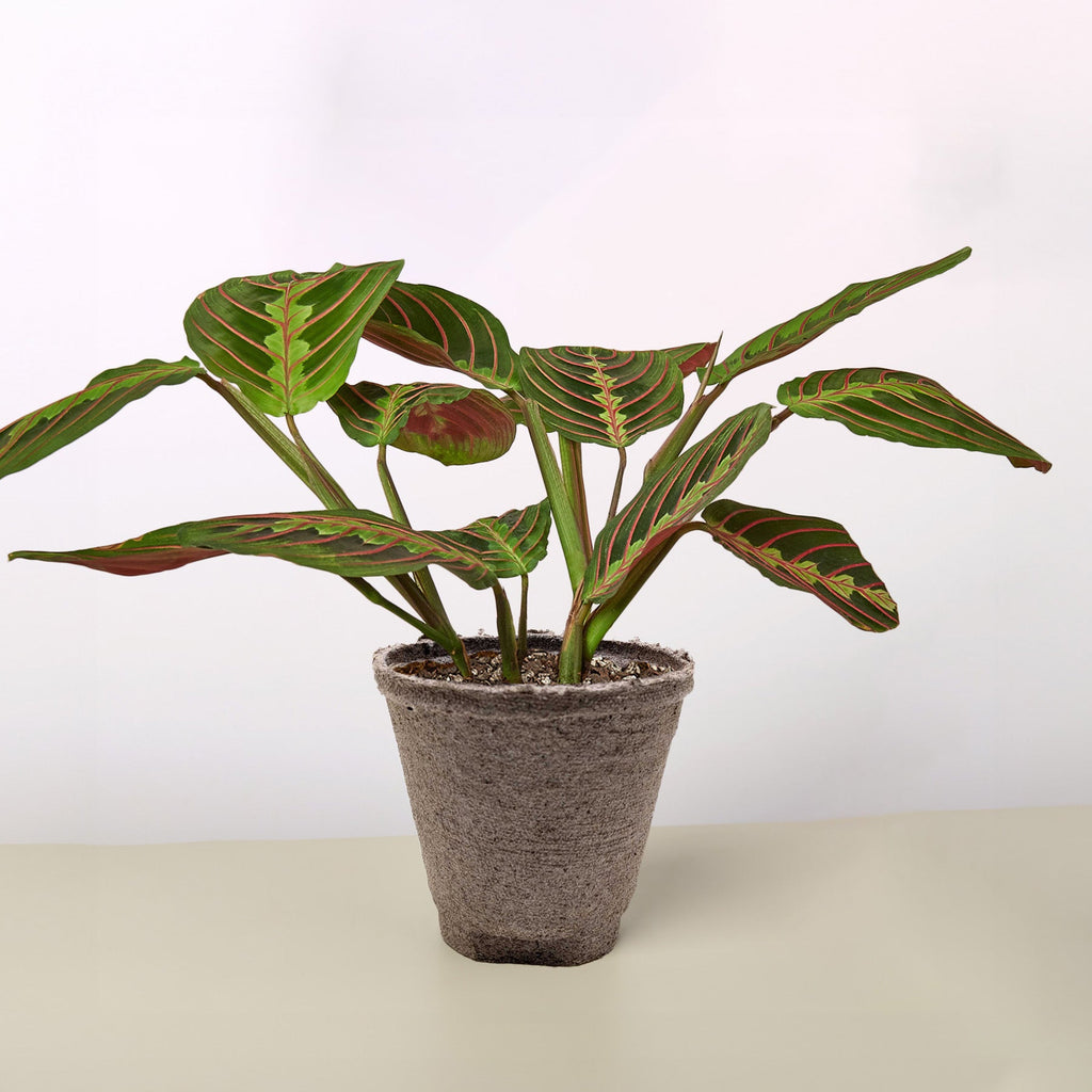 Maranta 'Red Prayer'
