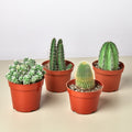 4 Cacti Variety Bundle - 4.0" Pots