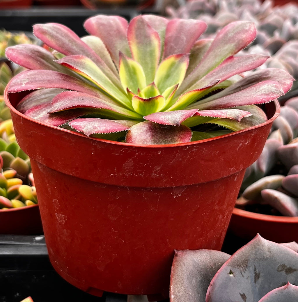 Aeonium Mardi Gras