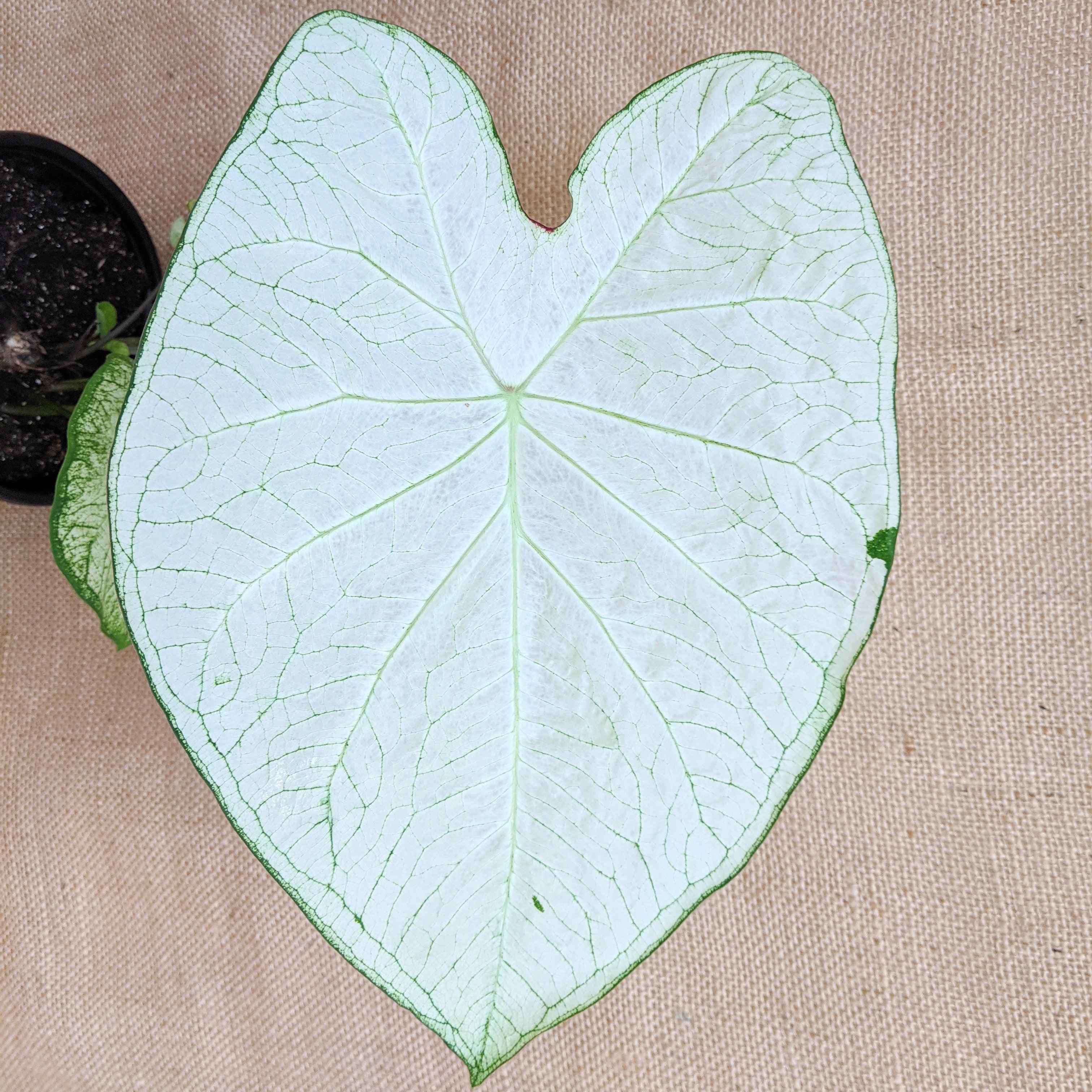 Caladium Mix Bulbs