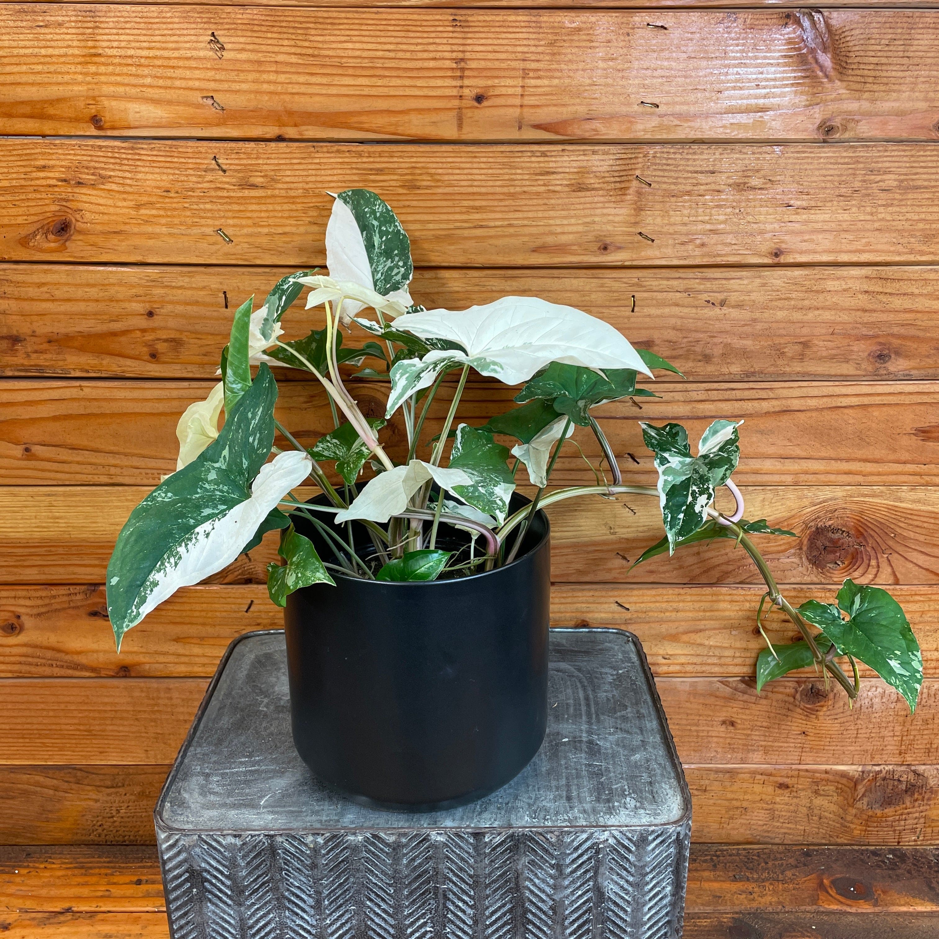 Syngonium Albo-Variegatum, 6" Plant