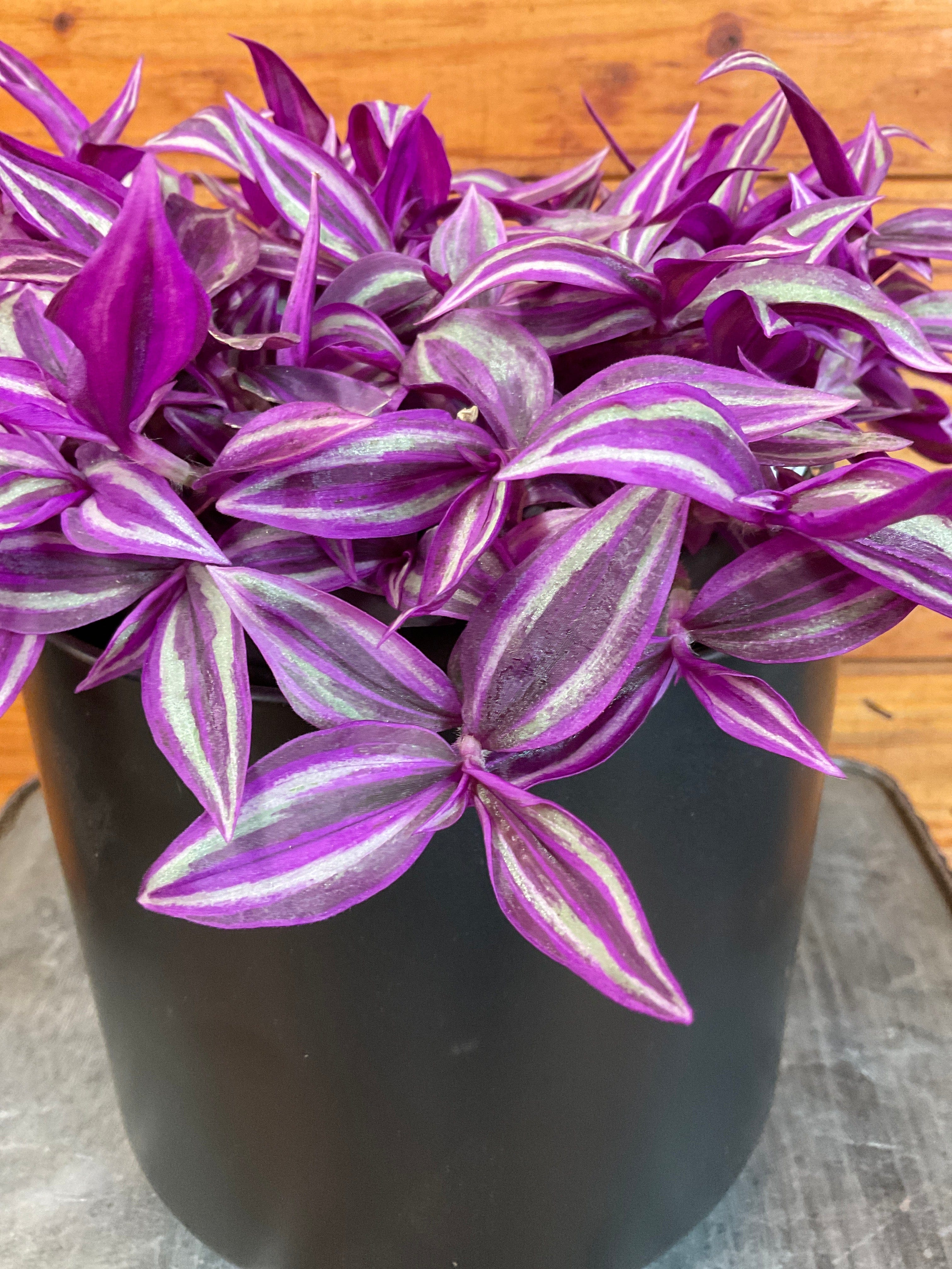 Tradescantia Pink Paradise, 6" Plant